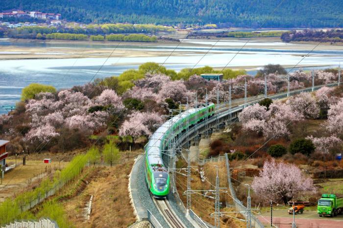 高原列車穿行雪域花海